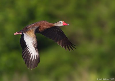 Black-belliedWhistlingDuck03c4786.jpg