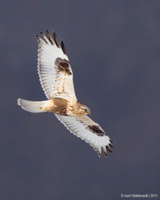 Rough-legged Hawk