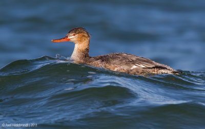 Red-breastedMerganser10c1631.jpg