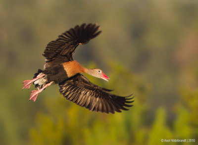 Black-belliedWhistlingDuck04c4548.jpg