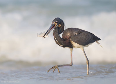 Tricolored Heron