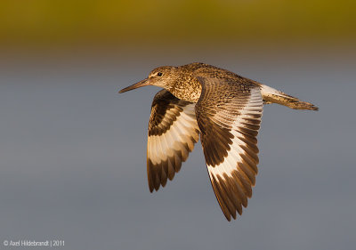 Willet17c6490.jpg