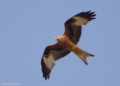 RedKite01c9925.jpg