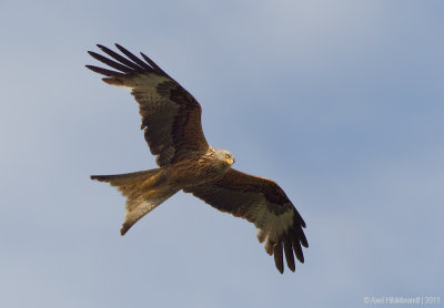 RedKite03c1745.jpg