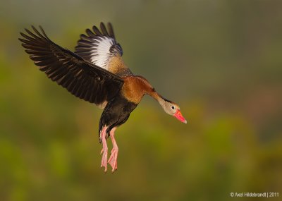 Black-belliedWhistling-Duck07c9581-1.jpg