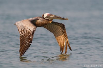 Brown Pelican