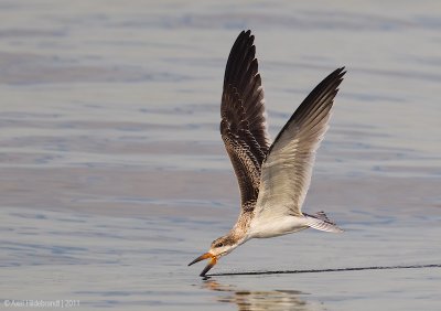 BlackSkimmer120c4294.jpg