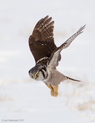 NorthernHawkOwl21c8981.jpg