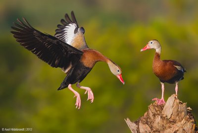 Black-belliedWhistlingDuck10c6488.jpg