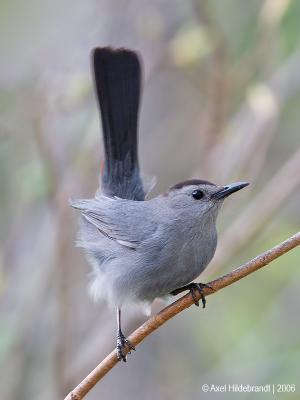 GrayCatbird04c.jpg