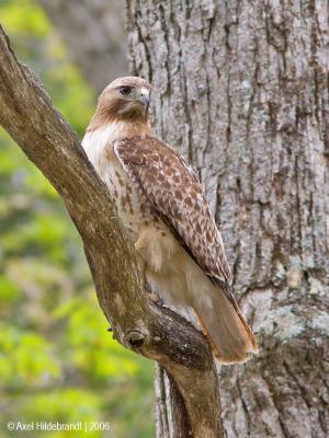 Red-tailedHawk13c.jpg