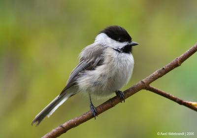 Chickadee51c.jpg