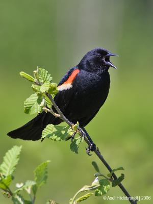 Red-wingedBlackbird22c.jpg