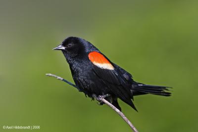 Red-wingedBlackbird26c.jpg