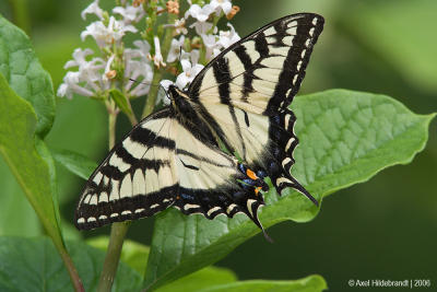 EasternTigerSwallowtail03c.jpg