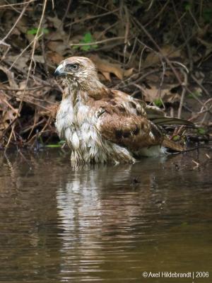 Red-tailedHawk20c.jpg