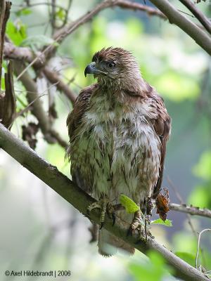 Red-tailedHawk21c.jpg