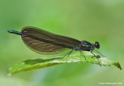 Damselfly03c.jpg