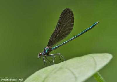 Damselfly04c.jpg