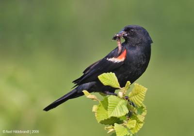 Red-wingedBlackbird27c.jpg