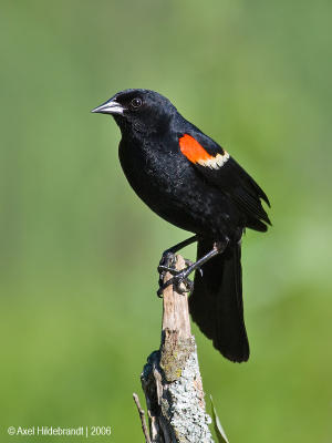 Red-wingedBlackbird28c.jpg