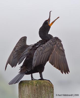 Double-crested Cormorant08c.jpg