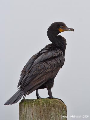 Double-crested Cormorant09c.jpg