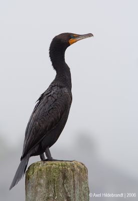 Double-crested Cormorant07c.jpg