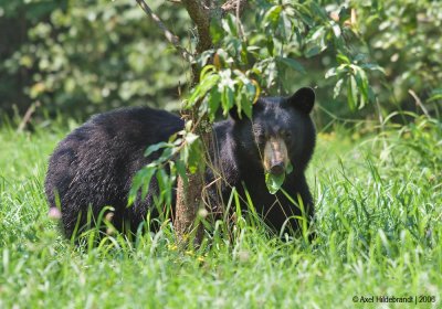BlackBear136c.jpg