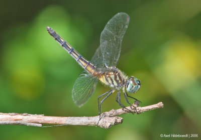 Dragonfly41c.jpg