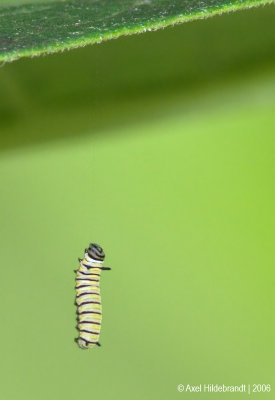 Caterpillar01c.jpg