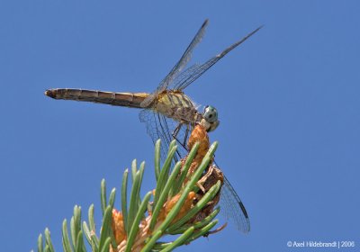 Dragonfly43c.jpg