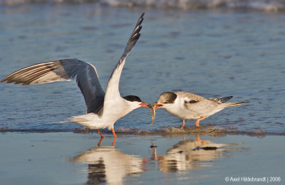 CommonTern30c.jpg