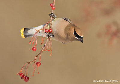 CedarWaxwing23c5297.jpg