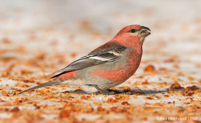 PineGrosbeak21c7055.jpg