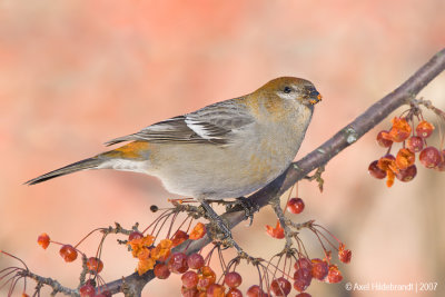 PineGrosbeak22c6915.jpg