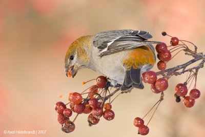 PineGrosbeak23c6935.jpg