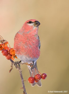 PineGrosbeak26c6995.jpg