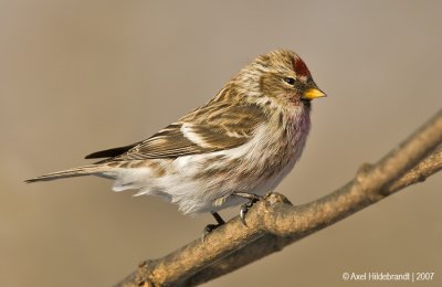 CommonRedpoll23c7104.jpg