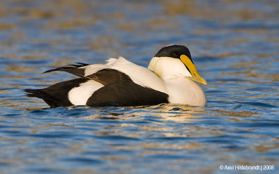 CommonEider16c7742.jpg