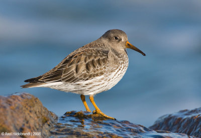 Purple Sandpiper