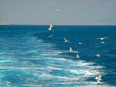 sea gulls.jpg