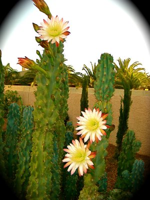 cactus flowere.jpg