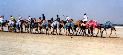 Camel Race, Dubai, U.A.E