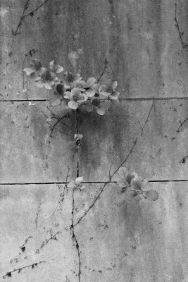 Flowers in Stone