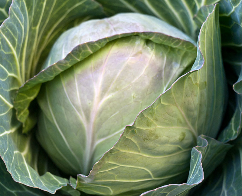 Cabbage