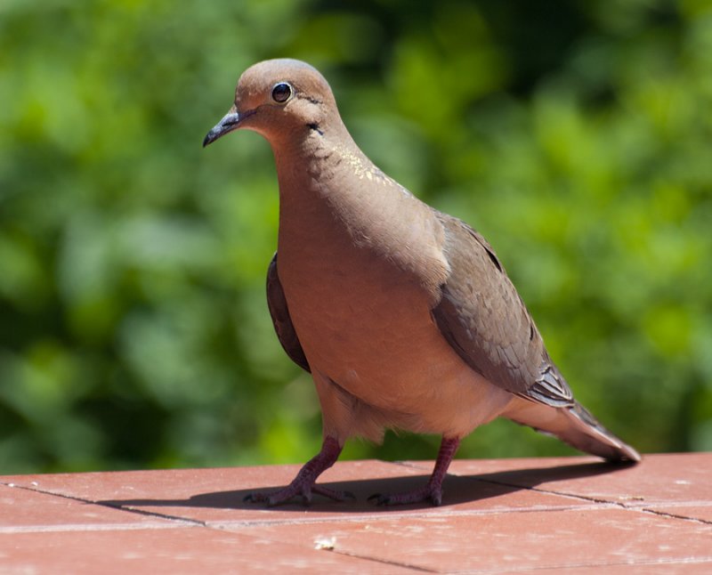 Mourning Dove