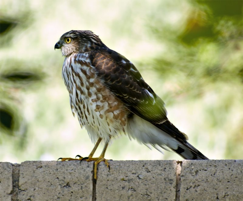 Unsure of kind of Hawk