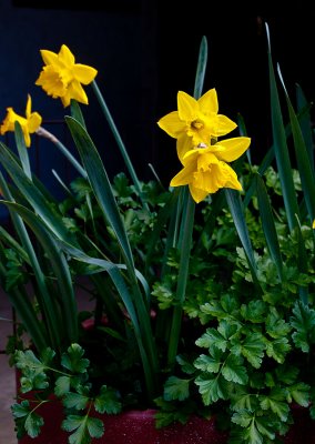 Daffodils & Parsley