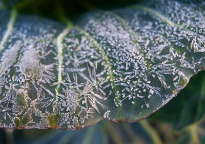 Frost on the cabbage